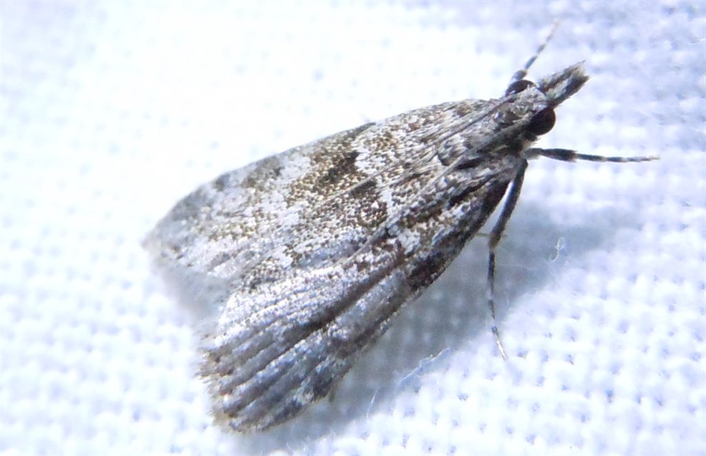 Eudonia mercurella?